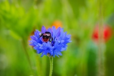 Bumblebee, Insect, Cornflower, Macro