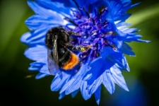 Bumblebee, Insect, Cornflower