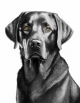 Dog, Labrador, Pet