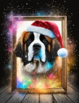 Dog, Saint Bernard, Christmas Day