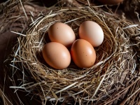 Chicken Eggs In The Nest