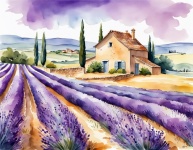 Lavender Fields Provence France