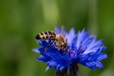 Macro, Honey Bee, Cornflower, Flora