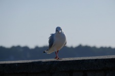 Seagull Crossing Its Legs
