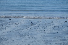 Bird On The Sand.