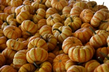 Pumpkin Gourds Background