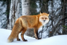 Red Fox Looking