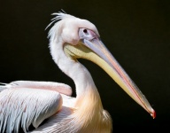 Pink Pelican, Large Bird