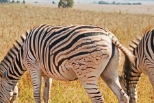 Stripe Pattern On Zebra Buttock