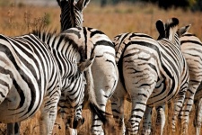 Striped Zebra Backsides