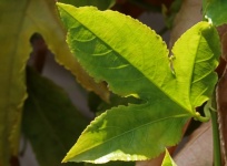 Sunlight On Green Granadilla Leaf