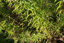 Sunlight On Lemon Verbena Leaves