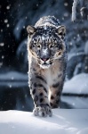 The Snow Panther 1