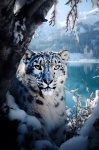 The Snow Panther 11