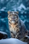 The Snow Panther 12