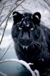 The Snow Panther 2