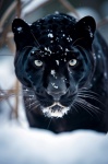 The Snow Panther 3