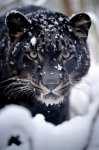 The Snow Panther 5