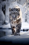 The Snow Panther 6