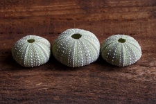 Three Sea Urchin Shells On Wood