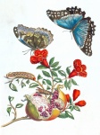 Vintage Flowers Butterflies