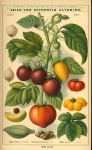 Vintage Catalog Of Seed And Plants