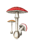Vintage Mushrooms Toadstools Clipart