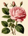 Vintage Pink Rose Art