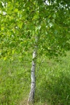 Young Birch With Green Leaves