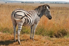 Zebra In Sunlight Against Dry Grass