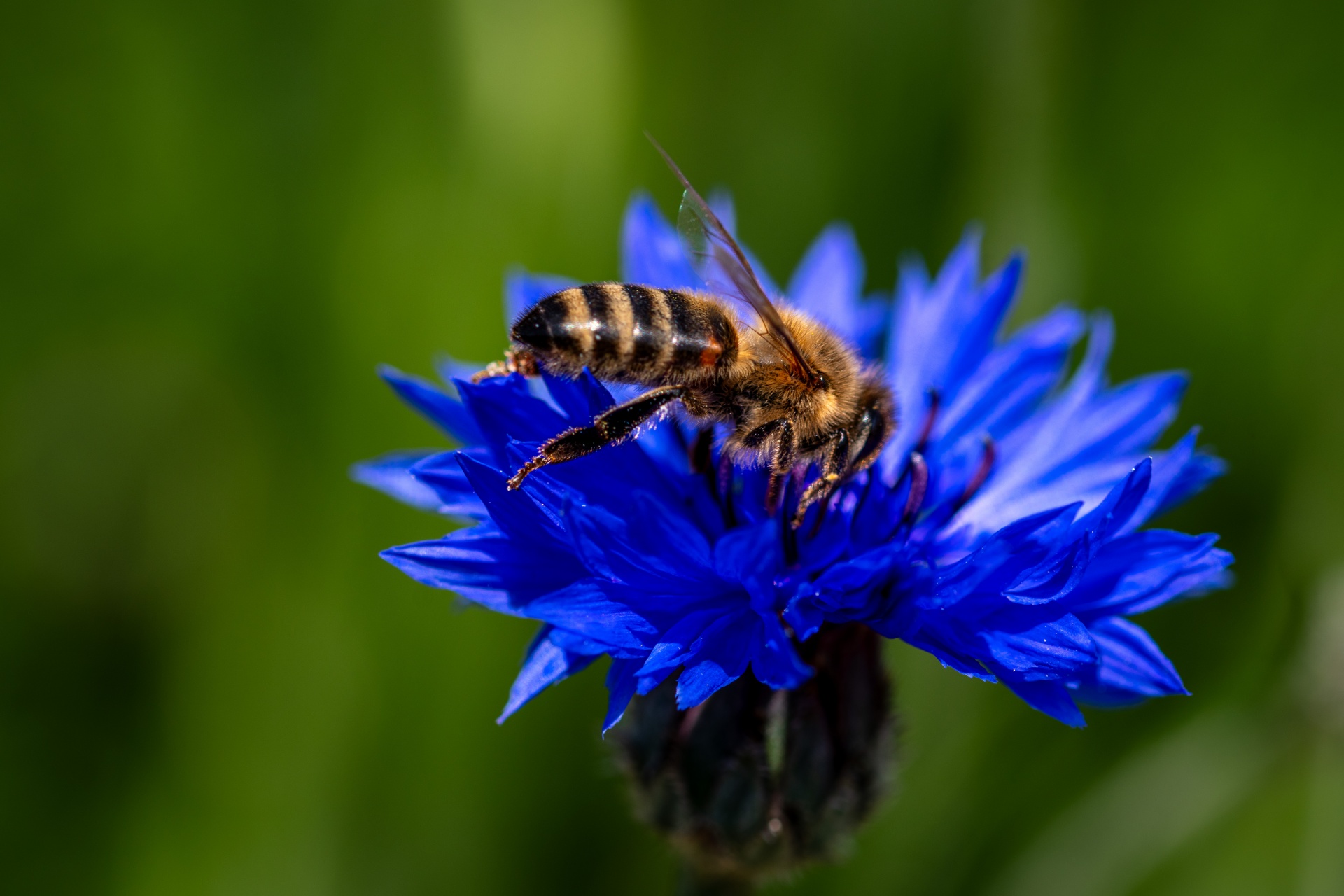 macro-honey-bee-cornflower-flora-free-stock-photo-public-domain