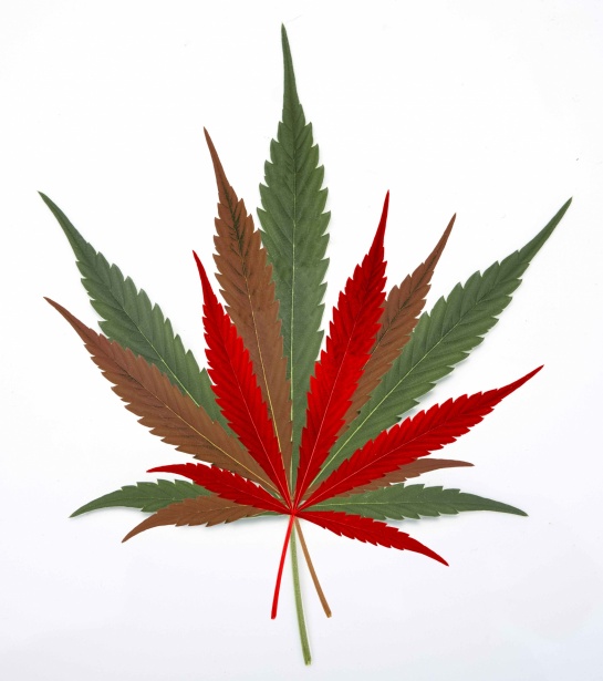 cannabis-leaf-in-christmas-colors.jpg