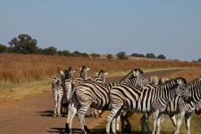 A Group Of Zebras In A Road