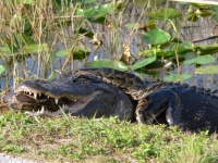 Alligator And Python