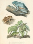 Amphibians Frogs Illustration
