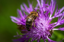 Bee, Honeybee, Insect, Thistle