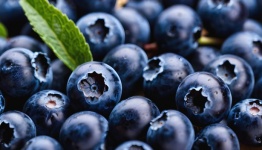 Blueberries Fruits