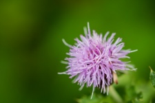 Flower, Meadow Thistle, Flora