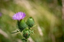 Flower, Thistle, Floral Background