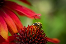 Flower, Echinacea, Bee, Insect