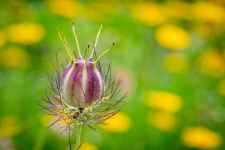 Flower Bud, Nigella Damascena