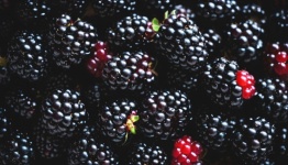 Blackberries Fruits Fruit