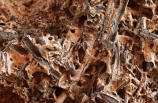Conglomerate Containing Hard Ash