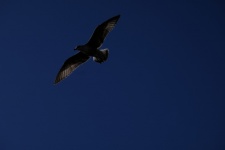 Gull Soaring In The Sky