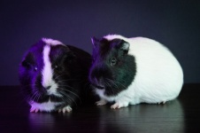 Guinea Pig, Rodent, Pet, Funny
