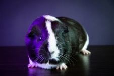 Guinea Pig, Rodent, Pet, Funny