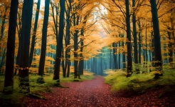 Autumn Forest Trees Landscape