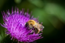 Bumblebee, Insect, Field Thistle