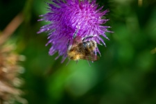 Bumblebee, Insect, Field Thistle