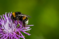 Bumblebee, Insect, Flower, Thistle